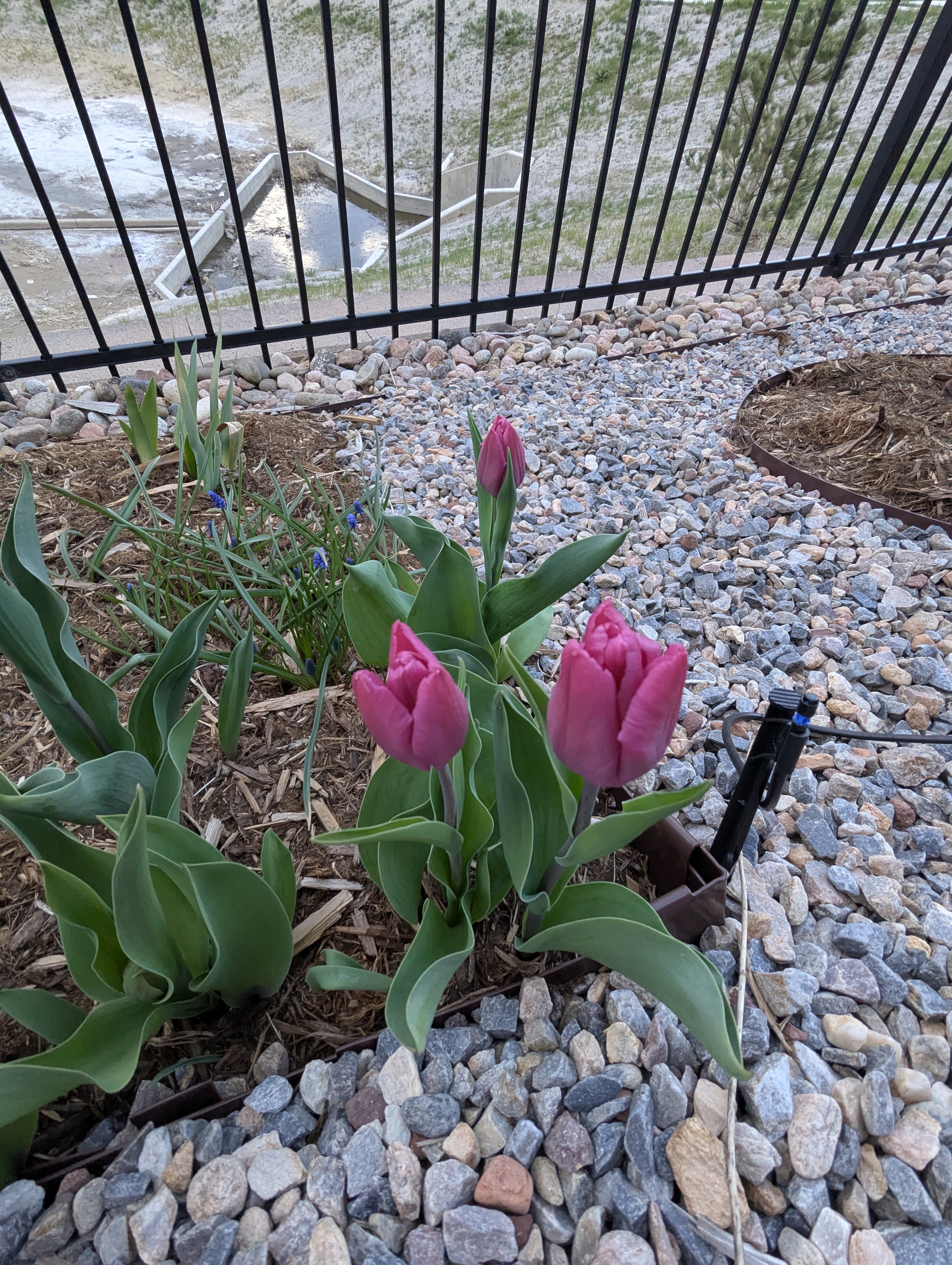 Garden, Flowers, Morrison, Colorado